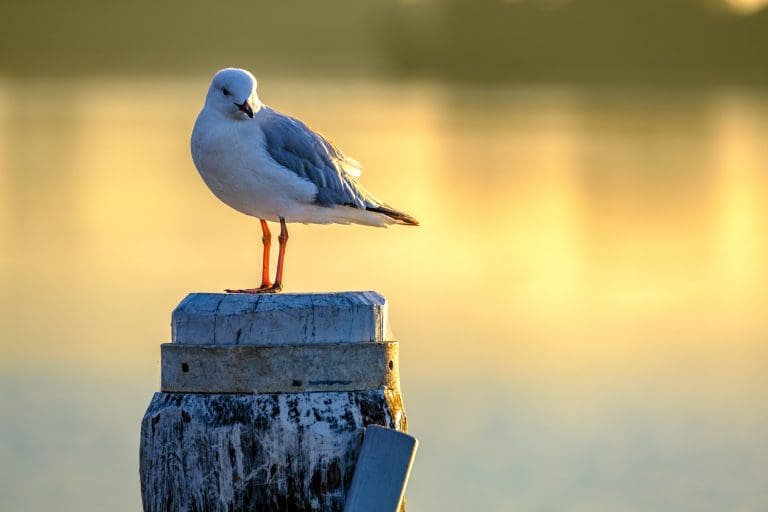 Shoalhaven Heads sunrise and a gull on the Shoalhaven River